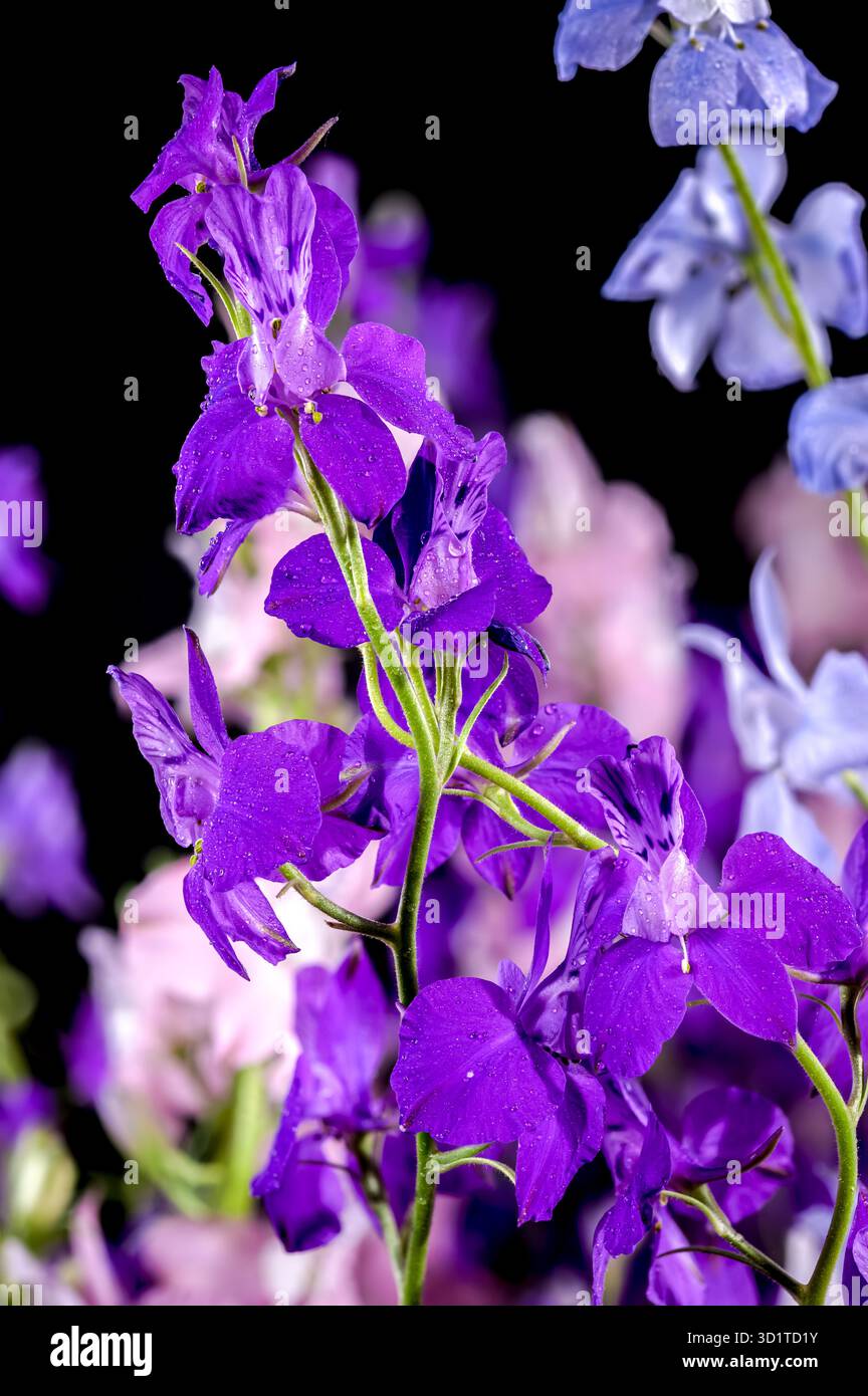 Blooming multicolored delphinium on a black background Stock Photo