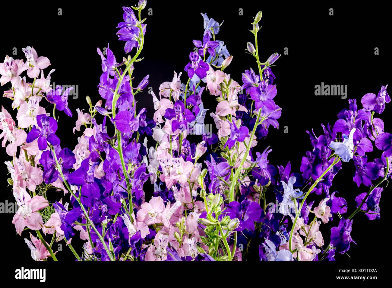 Blooming multicolored delphinium on a black background Stock Photo