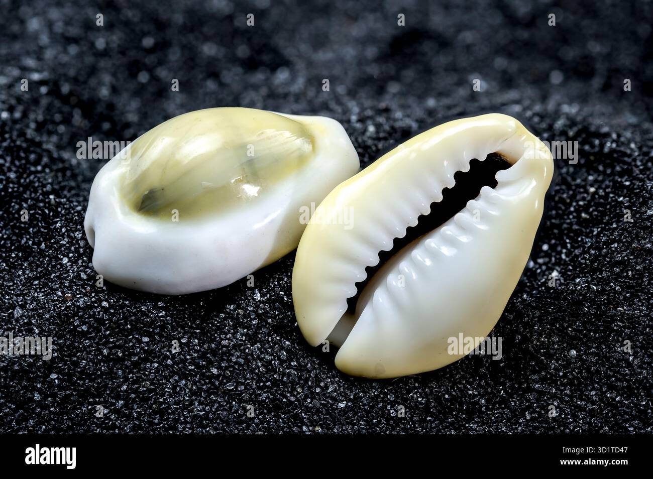 Cypraea annulus Seashell on a black sand background Stock Photo