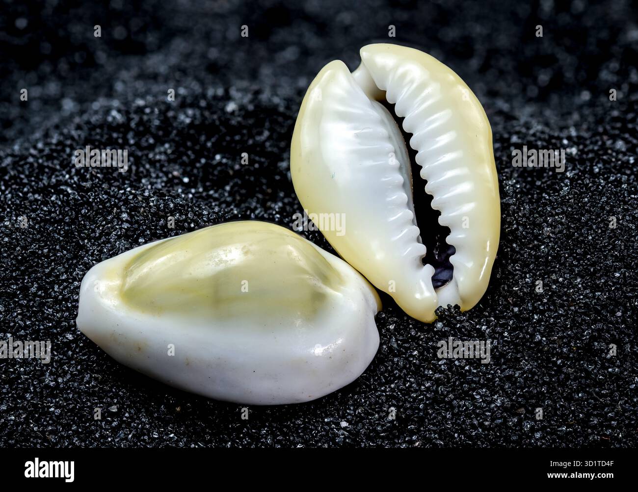 Cypraea annulus Seashell on a black sand background Stock Photo