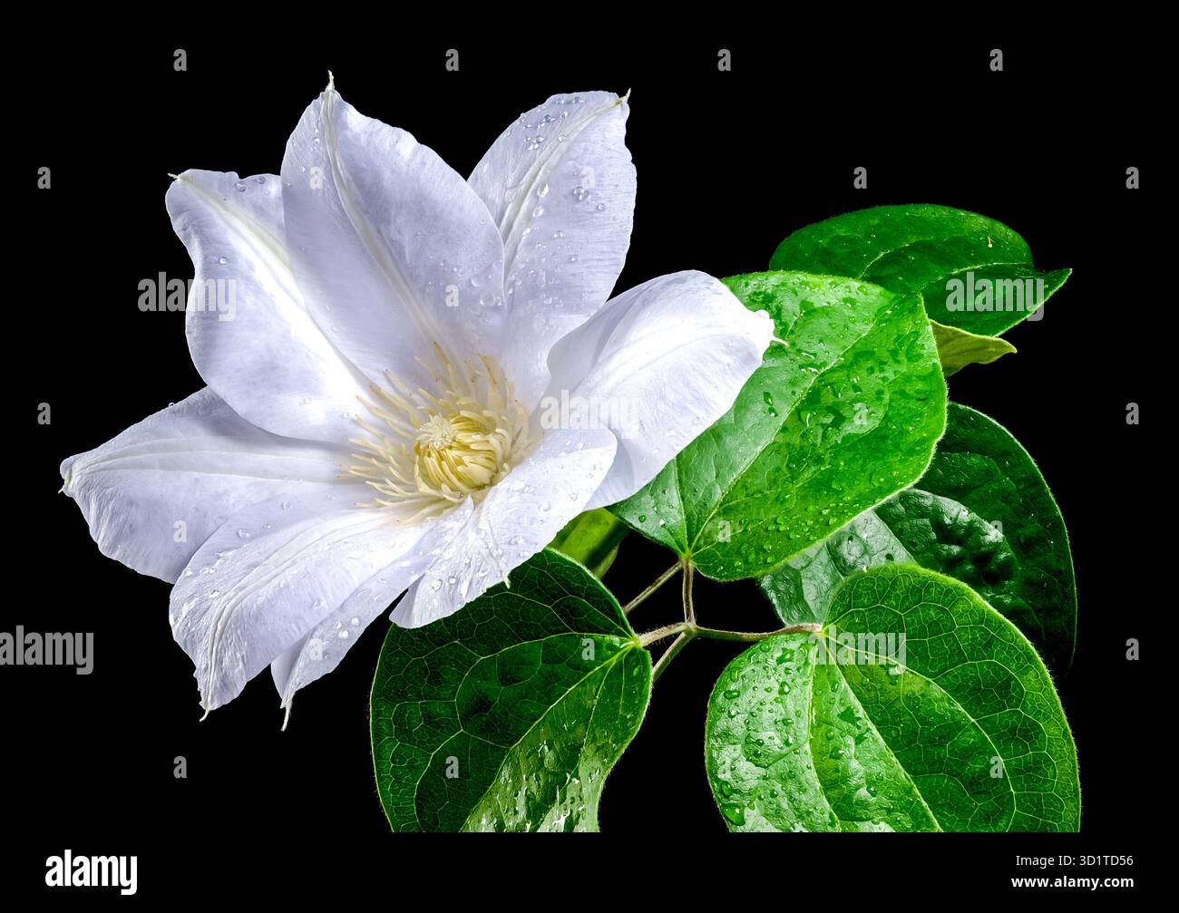 Blooming white clematis on a black background Stock Photo