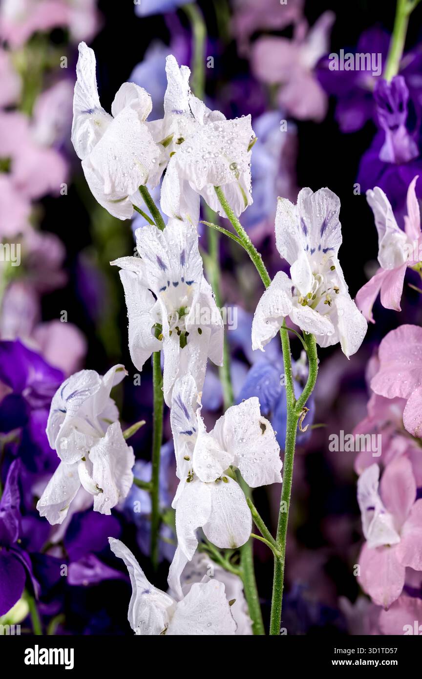 Blooming multicolored delphinium on a black background Stock Photo