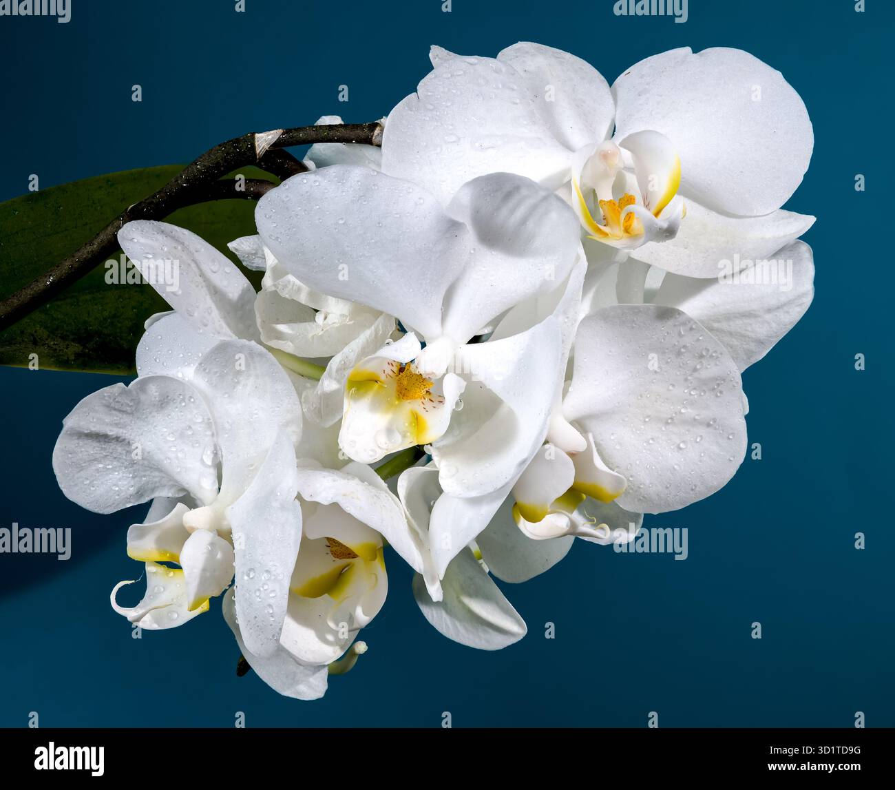 Blooming white orchid on a blue background Stock Photo