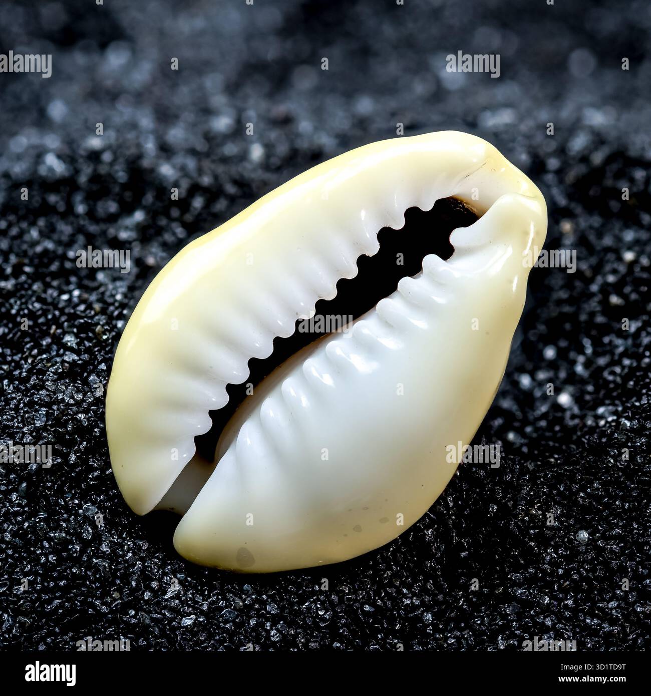 Cypraea annulus Seashell on a black sand background Stock Photo