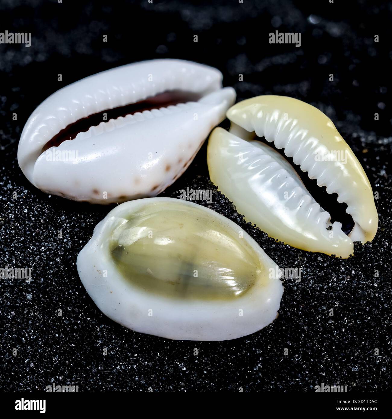 Cypraea annulus Seashell on a black sand background Stock Photo