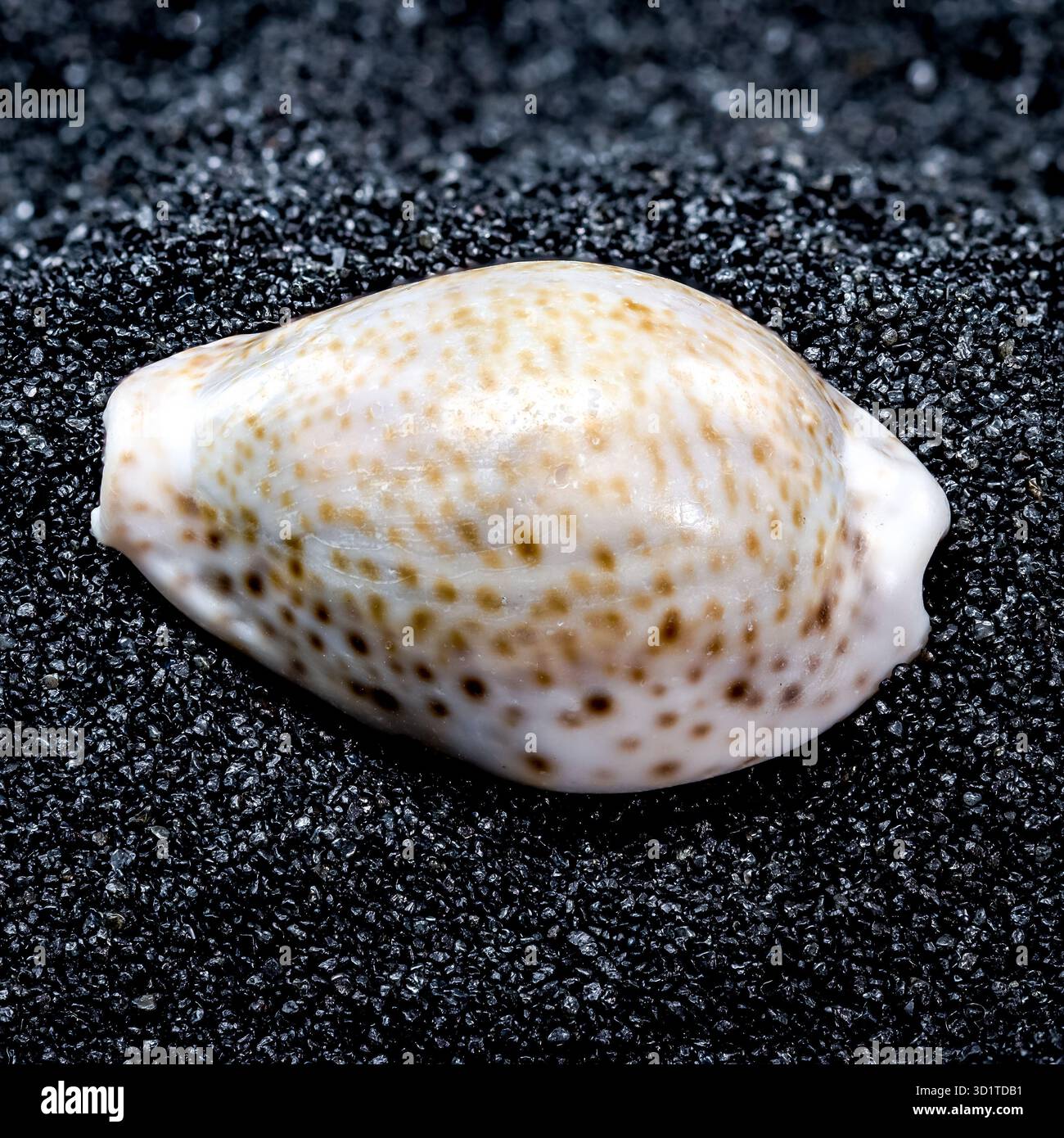 Cypraea annulus Seashell on a black sand background Stock Photo