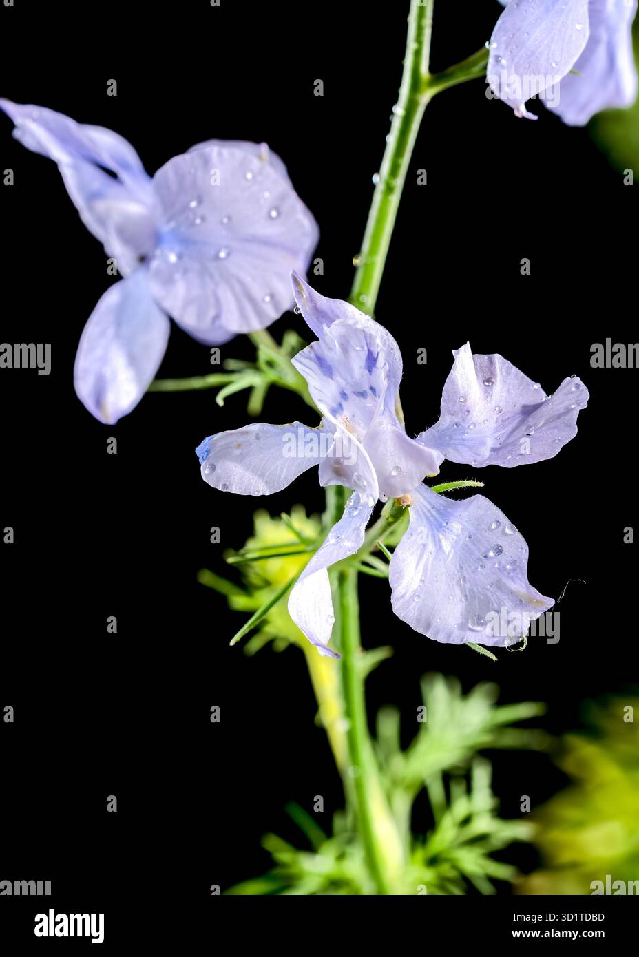 Blooming blue delphinium on a black background Stock Photo