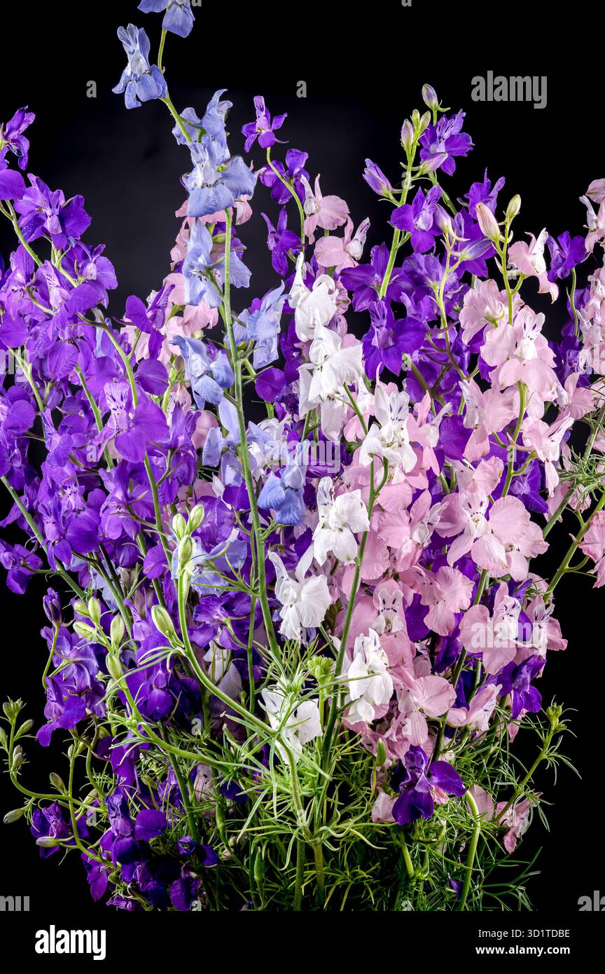 Blooming multicolored delphinium on a black background Stock Photo