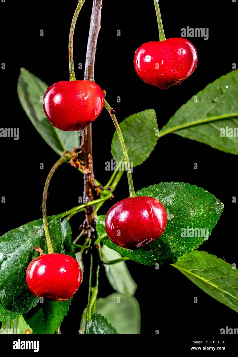 Wild cherry on a black background Stock Photo