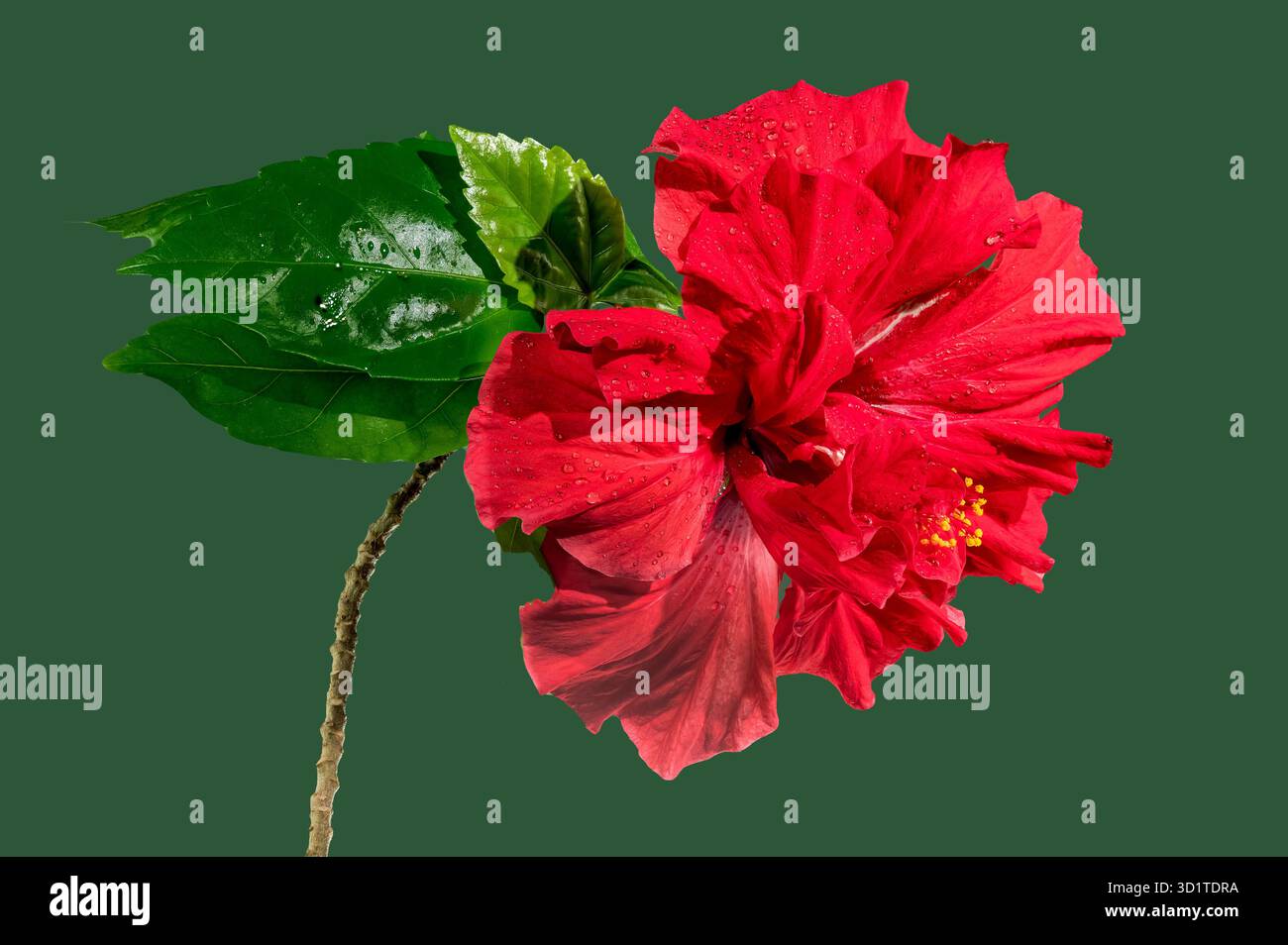 Double red hibiscus on a green background Stock Photo