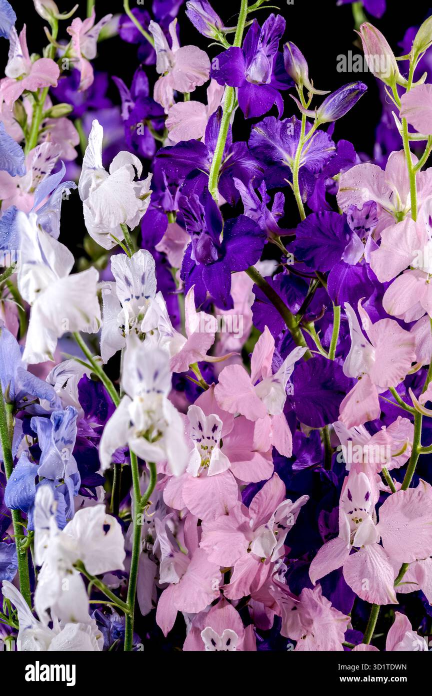 Blooming multicolored delphinium on a black background Stock Photo