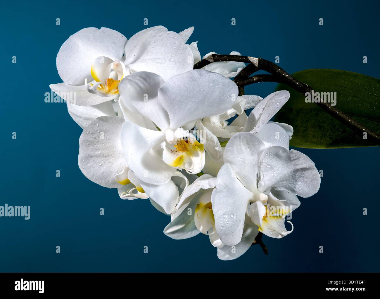 Blooming white orchid on a blue background Stock Photo