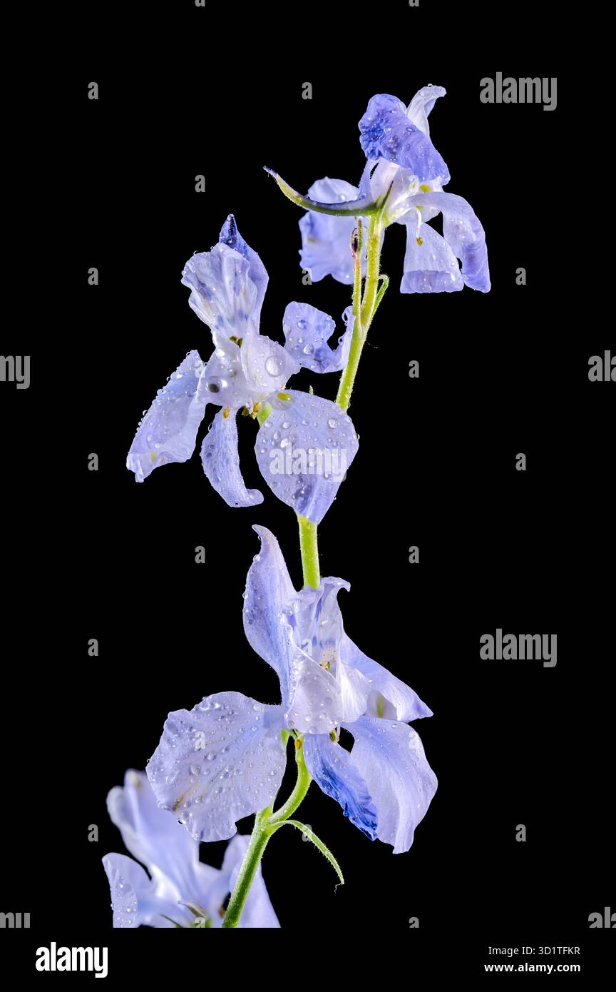 Blooming blue delphinium on a black background Stock Photo