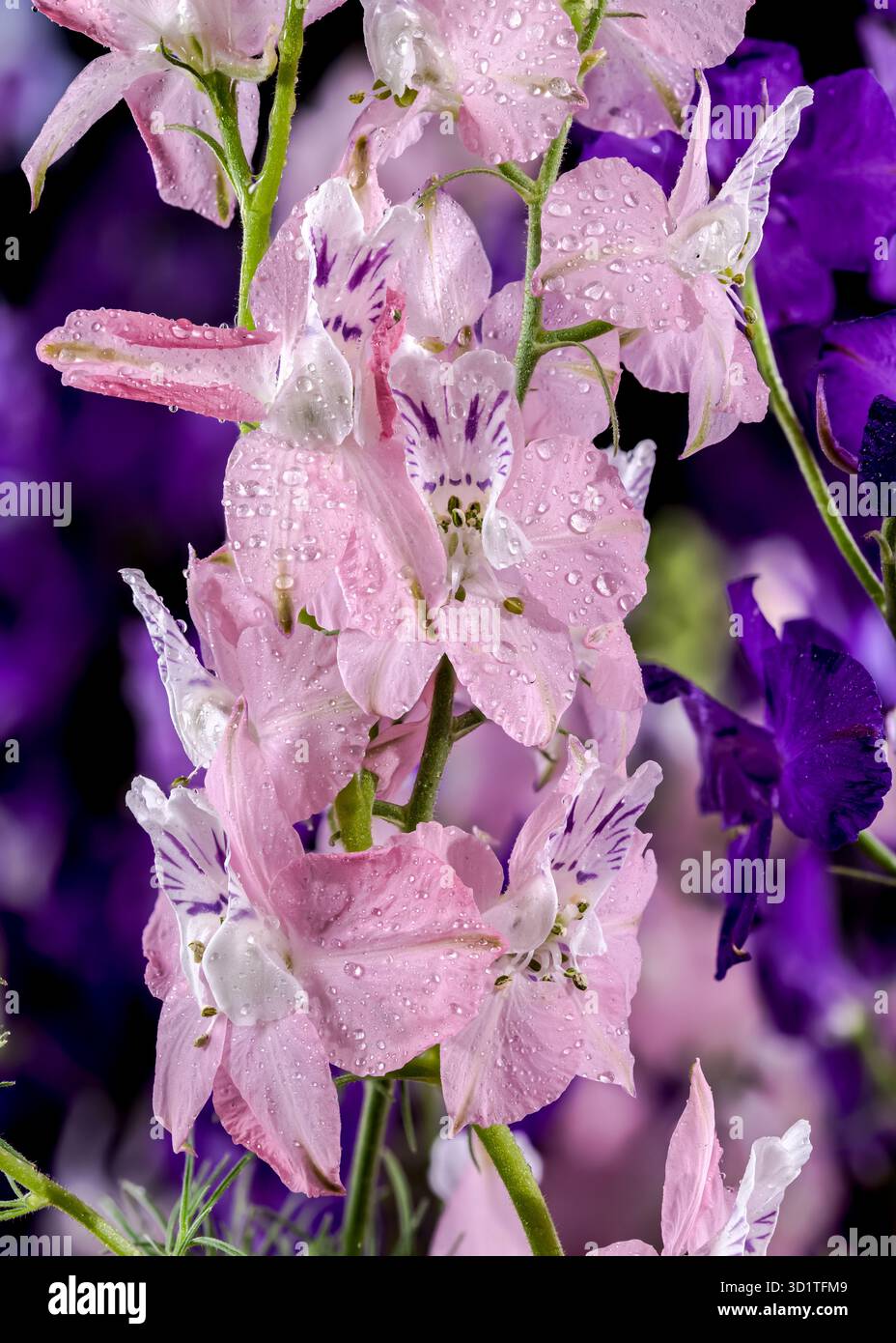 Blooming multicolored delphinium on a black background Stock Photo