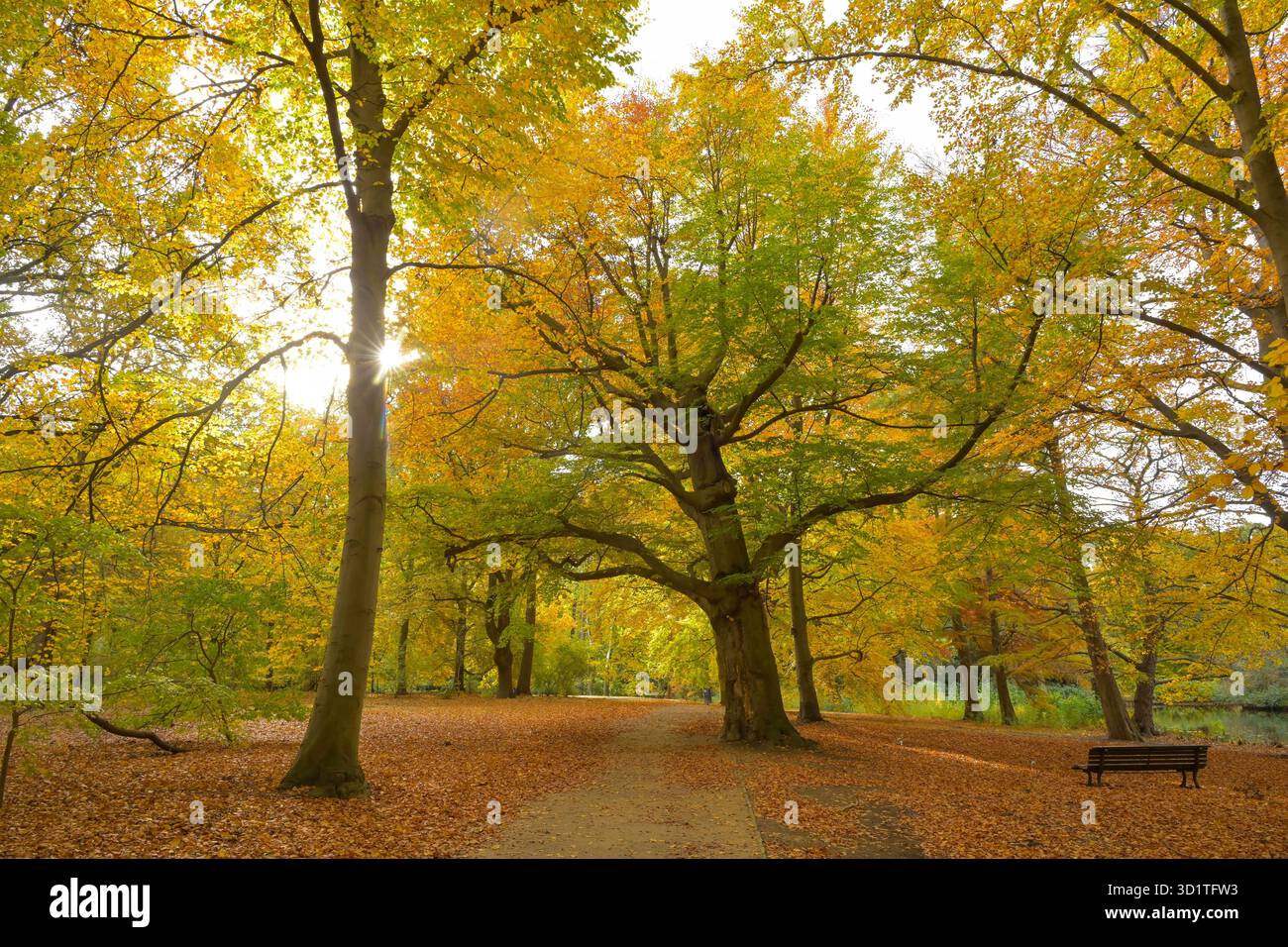 herbst-im-park-gro-er-tiergarten-mitte-berlin-deutschland-autumn