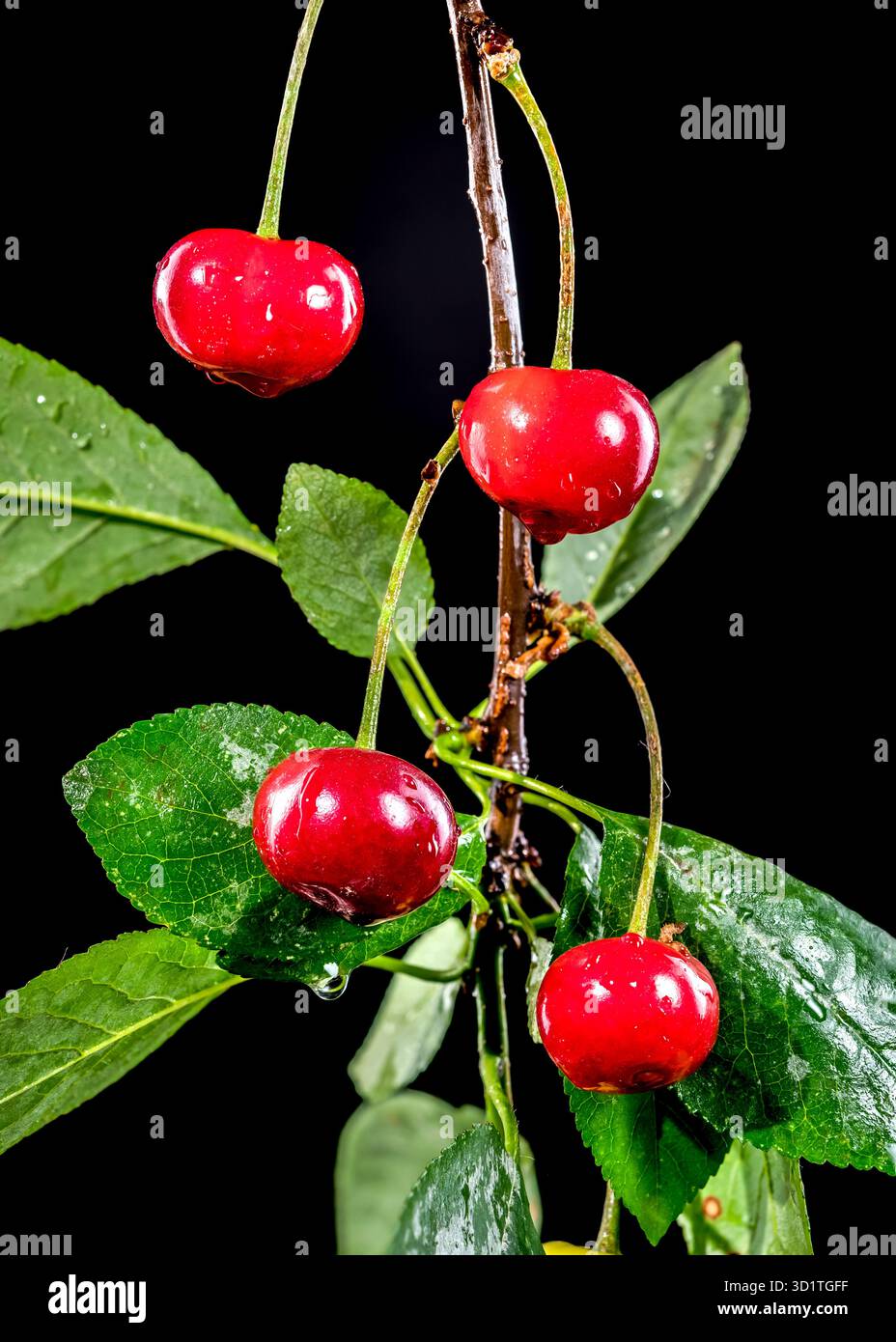 Wild cherry on a black background Stock Photo