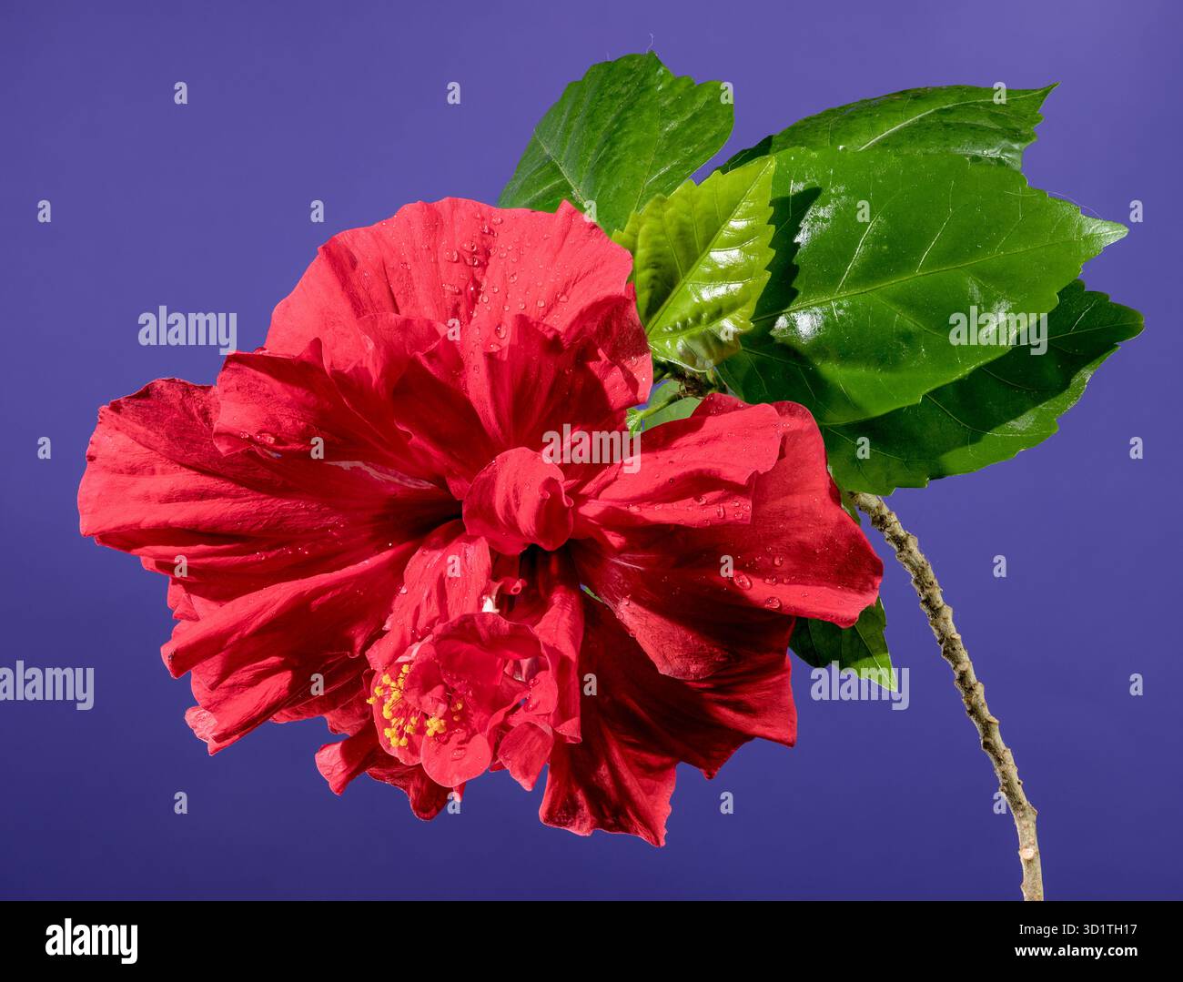 Double red hibiscus on a purple background Stock Photo