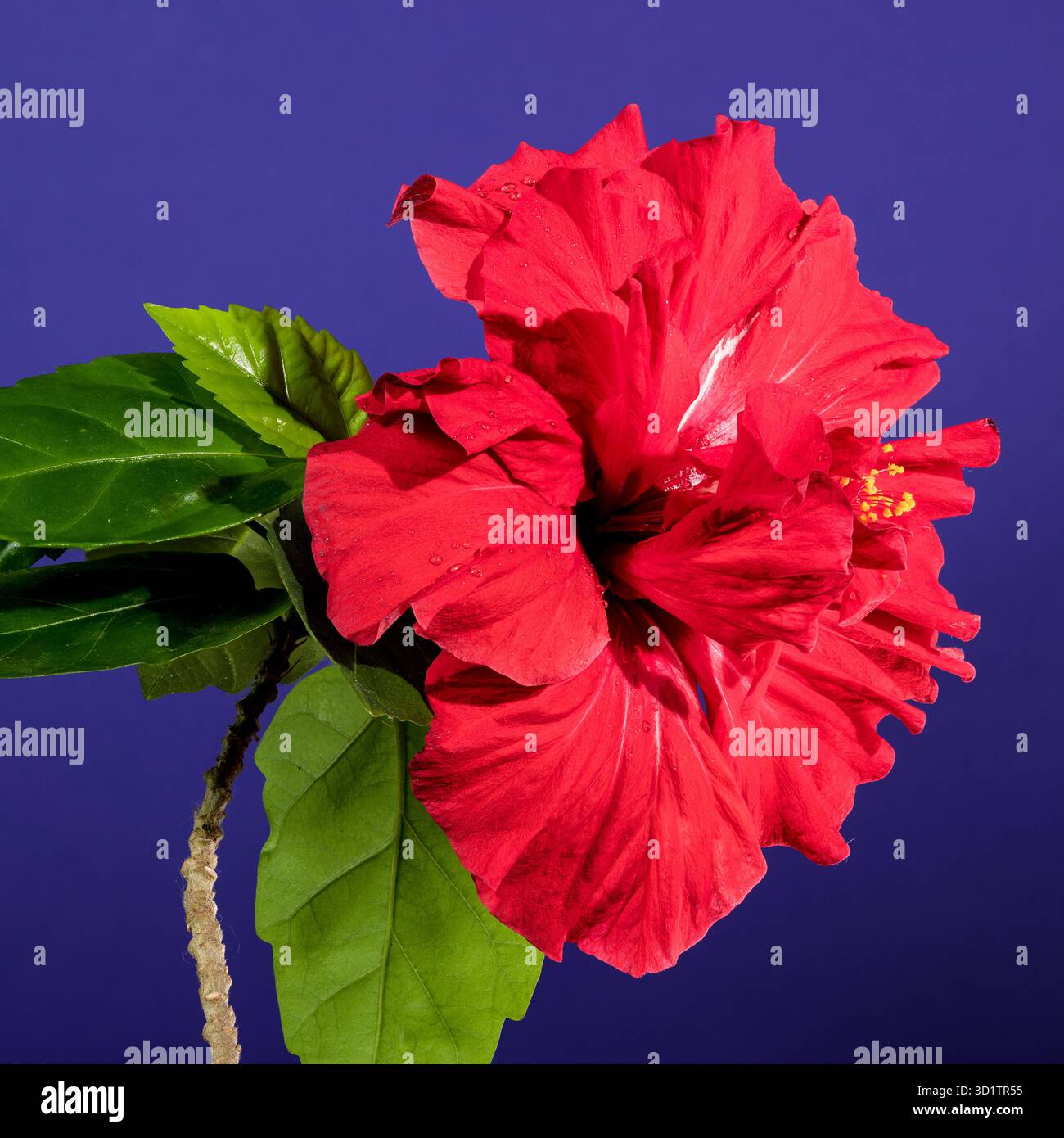 Double red hibiscus on a purple background Stock Photo