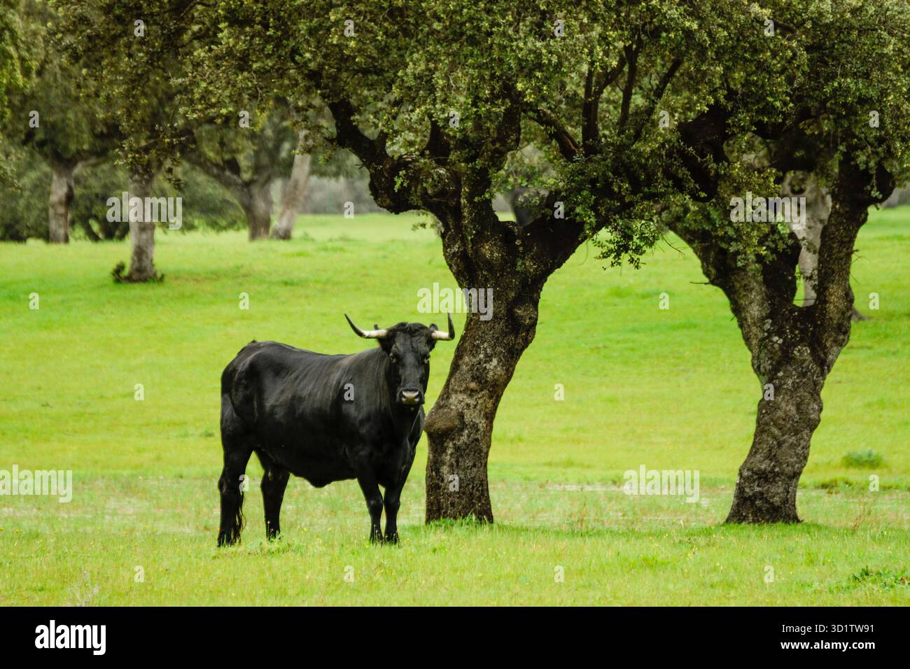 Fighting bulls from El Chaparral in a pasture Stock Photo