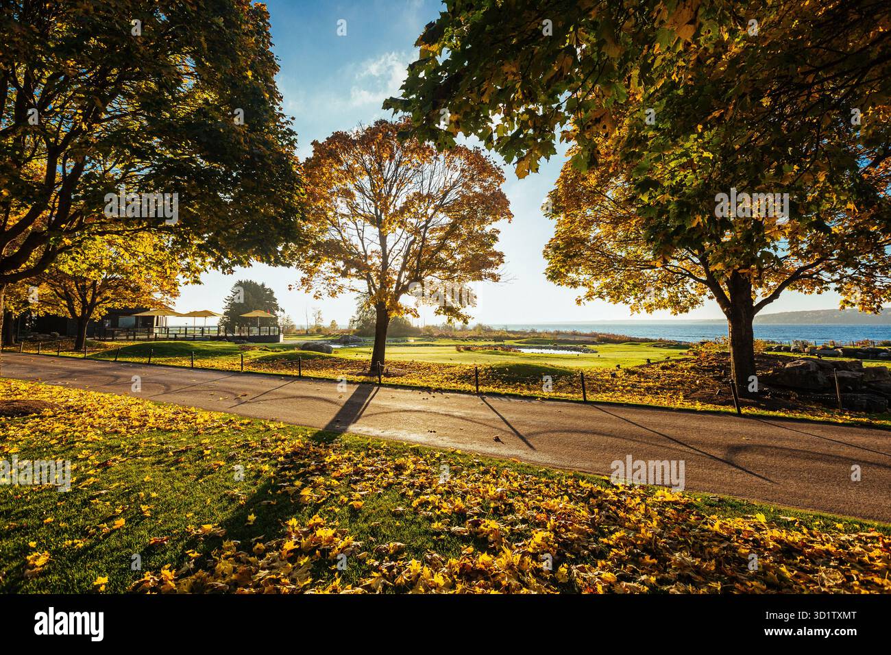 Autumn in Michigan with Fall foliage, Yellow leaves, Golden leaves ...