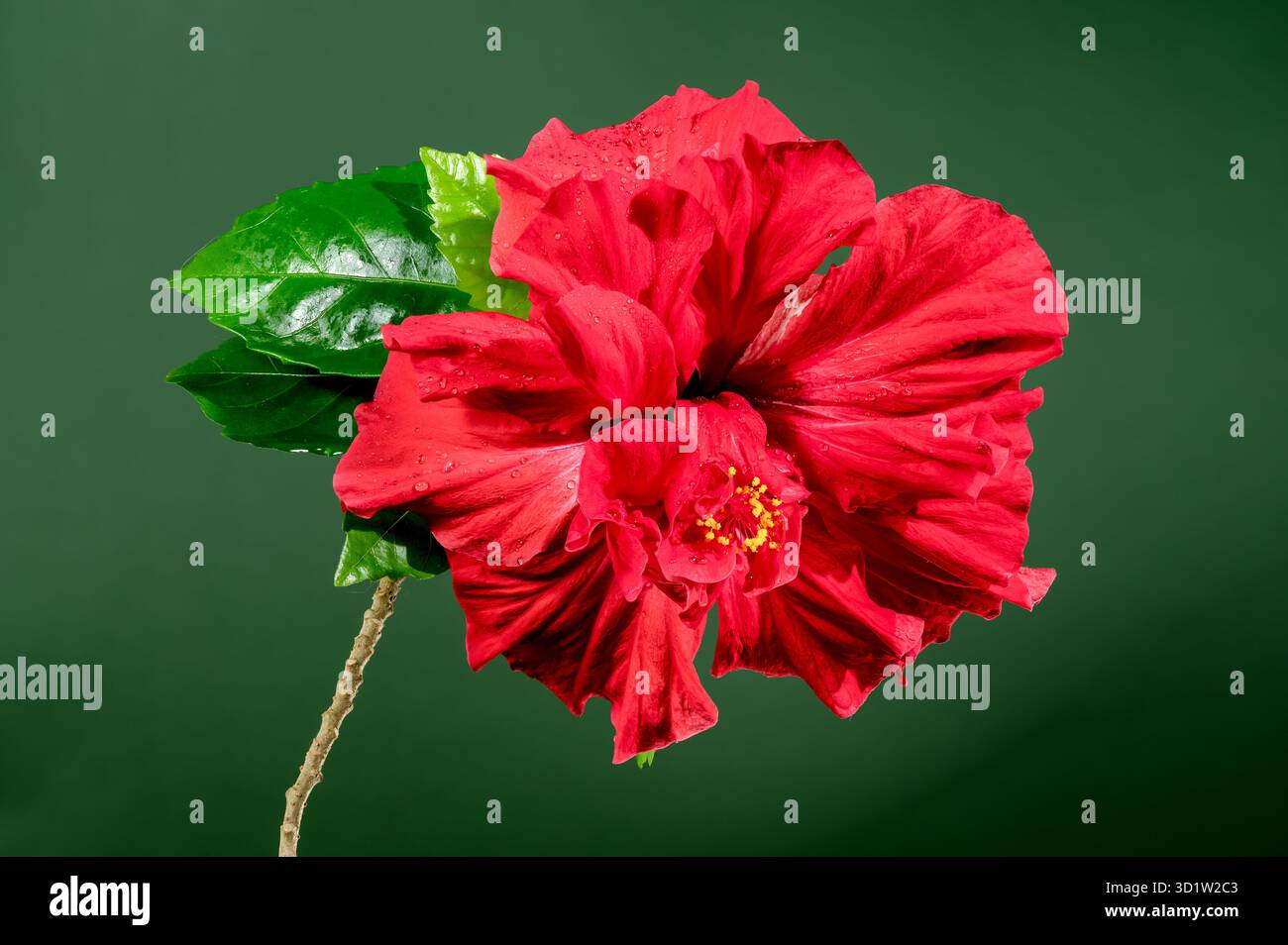 Double red hibiscus on a green background Stock Photo