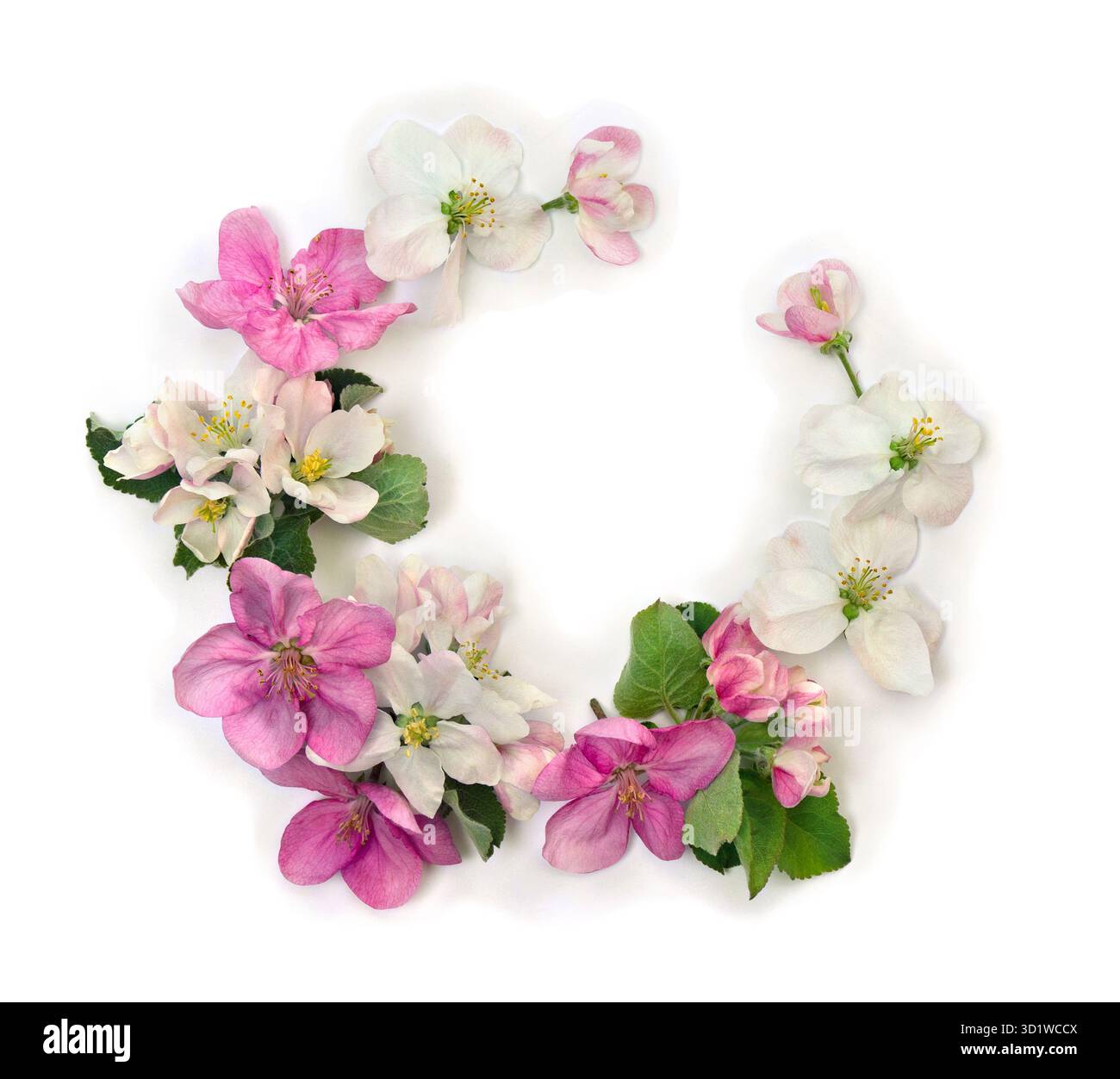 Wreath of pink white flowers apple tree on a white background with space for text. Top view, flat lay Stock Photo
