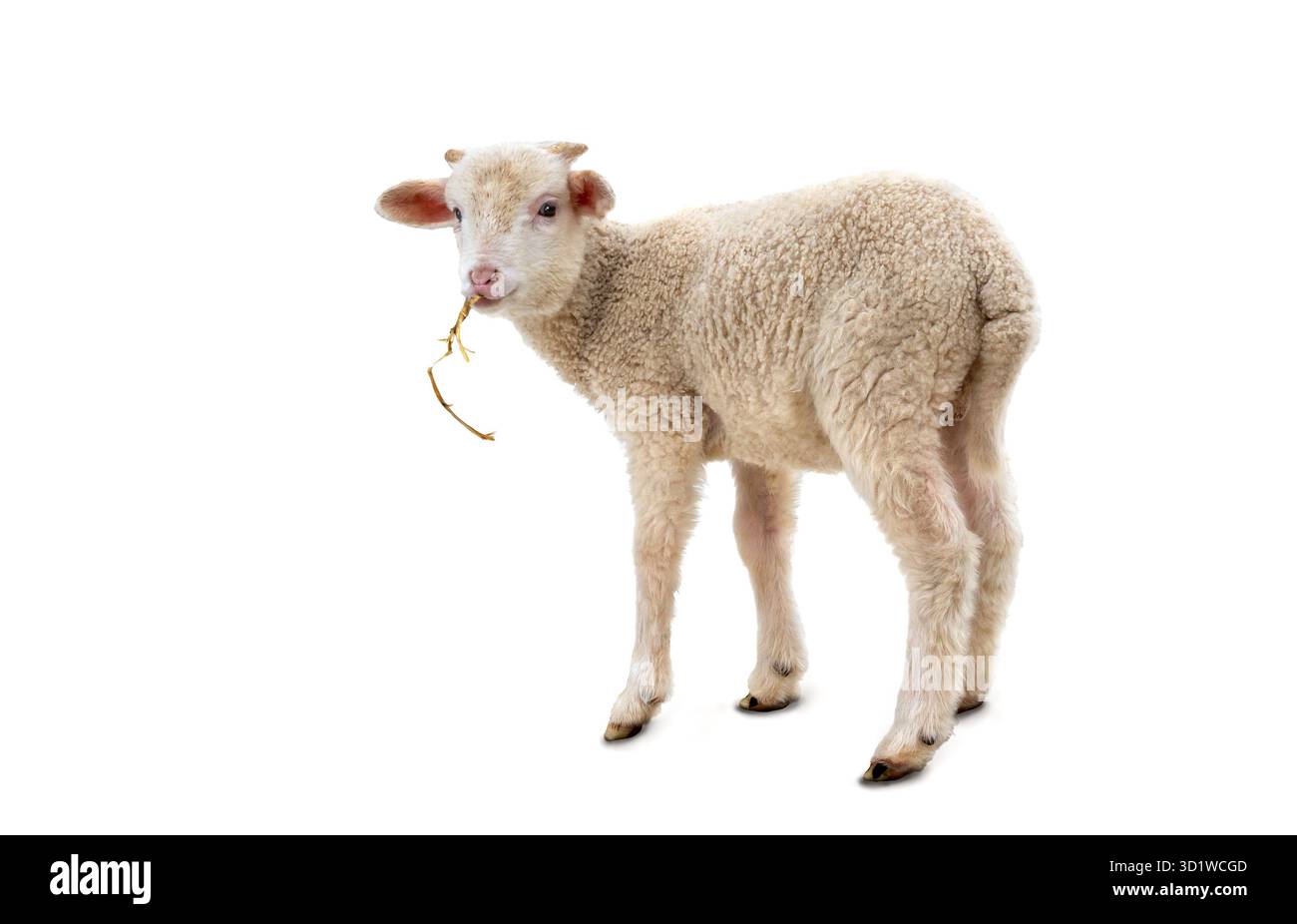White small lamb with straw ( Ovis aries ) on a white background Stock Photo