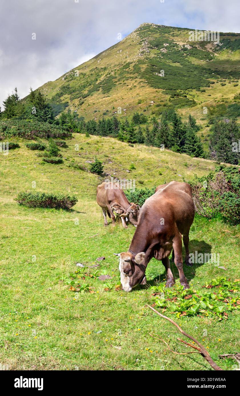 Cows with bells graze in the mountains on pasture near the forest in summer Stock Photo
