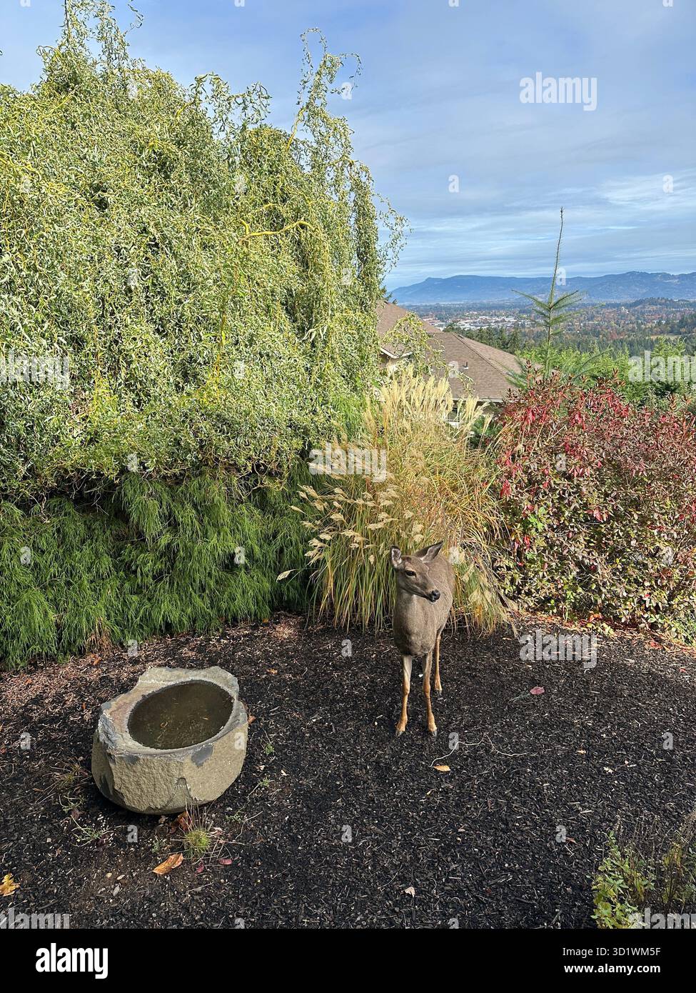 A deer standing in the yard of a home on a hill in Eugene, Oregon. - Smartphone Captured Stock Image