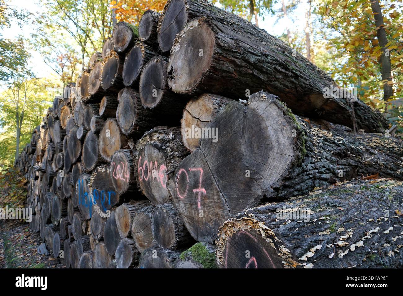Close up of a stack or pile of felled logs in a German forest; trees cut for lumber and wood Stock Photo