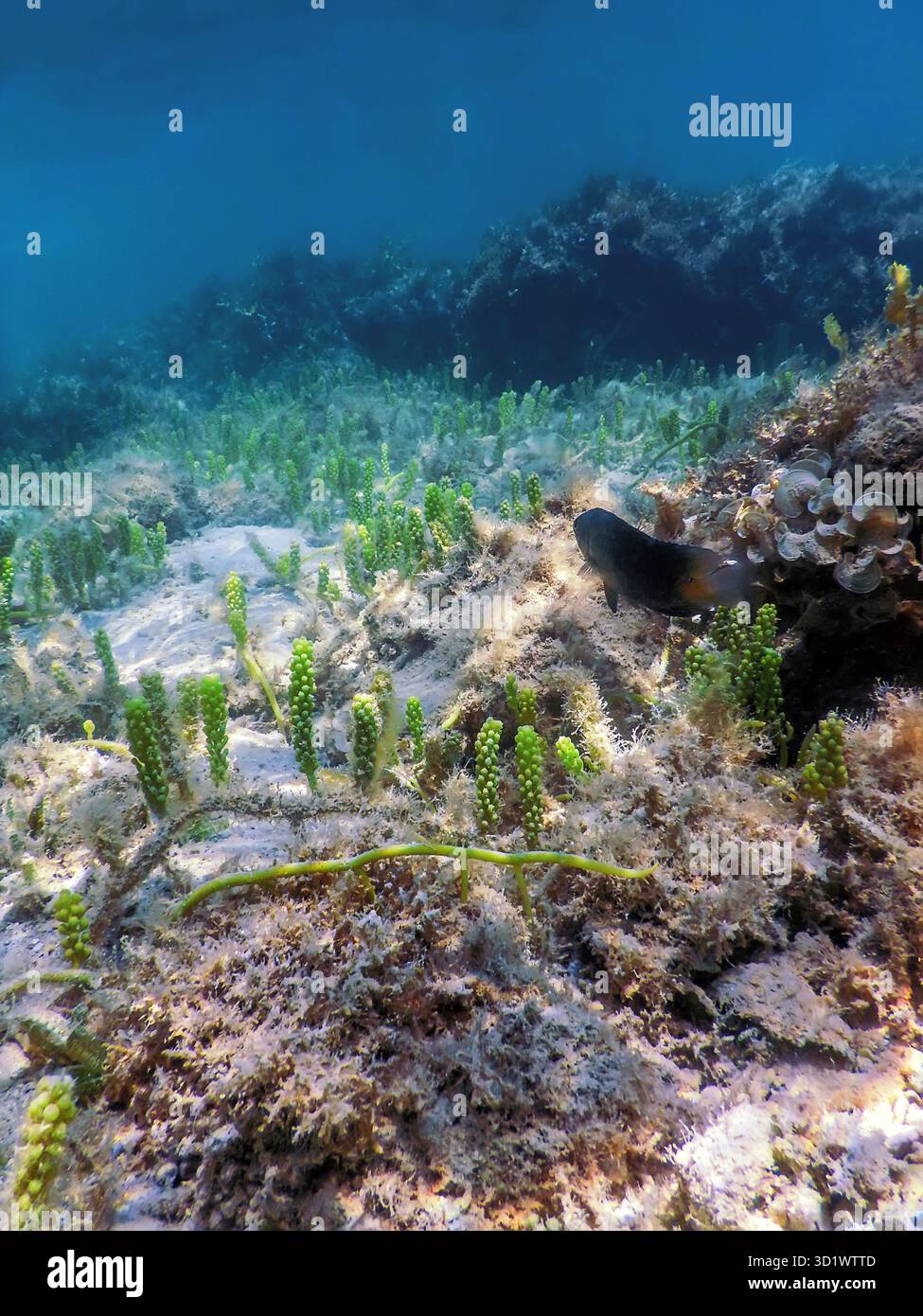 Algae underwater ocean sea scuba hi-res stock photography and images ...