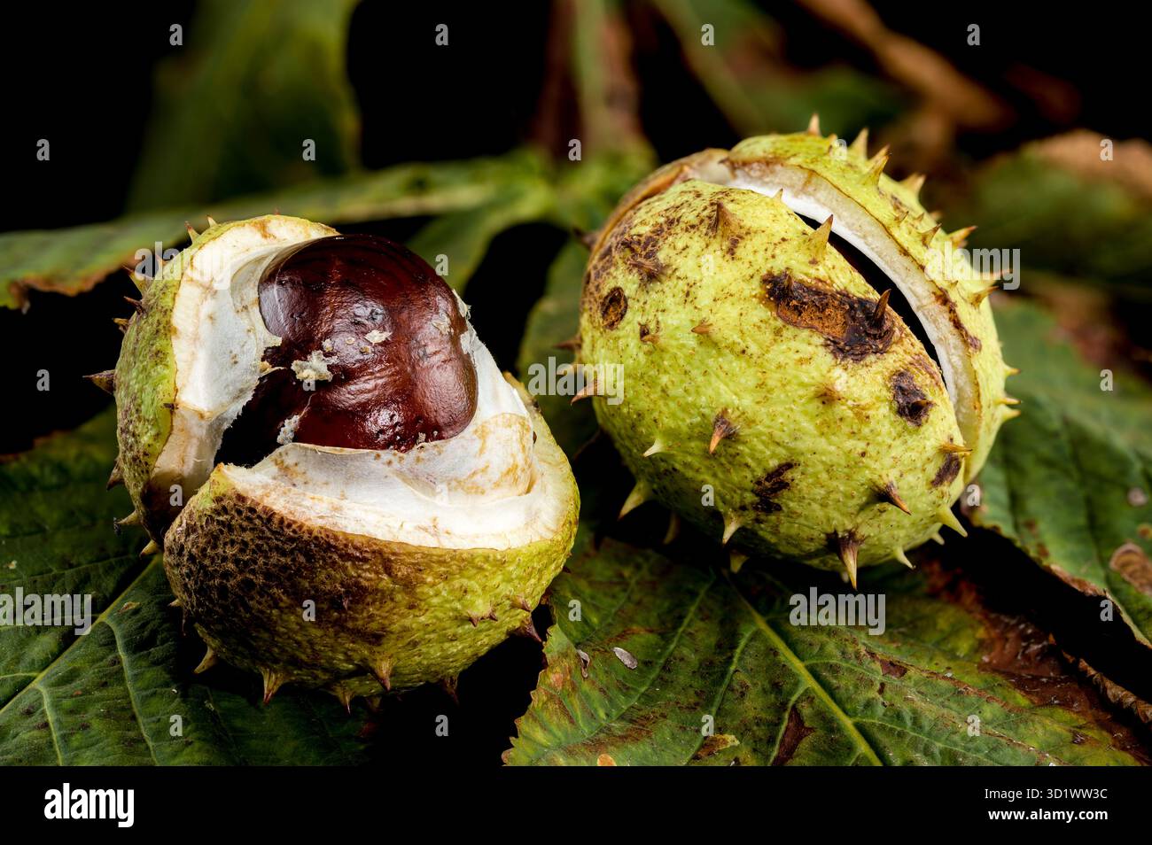Close-up of a horse chestnut (conker) seed emerging from its spiky ...