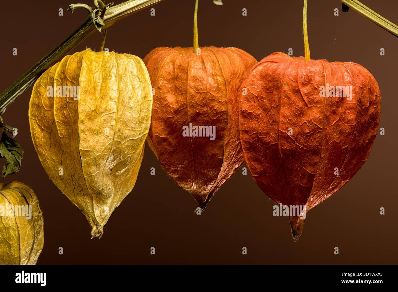 Physalis on a brown background Stock Photo