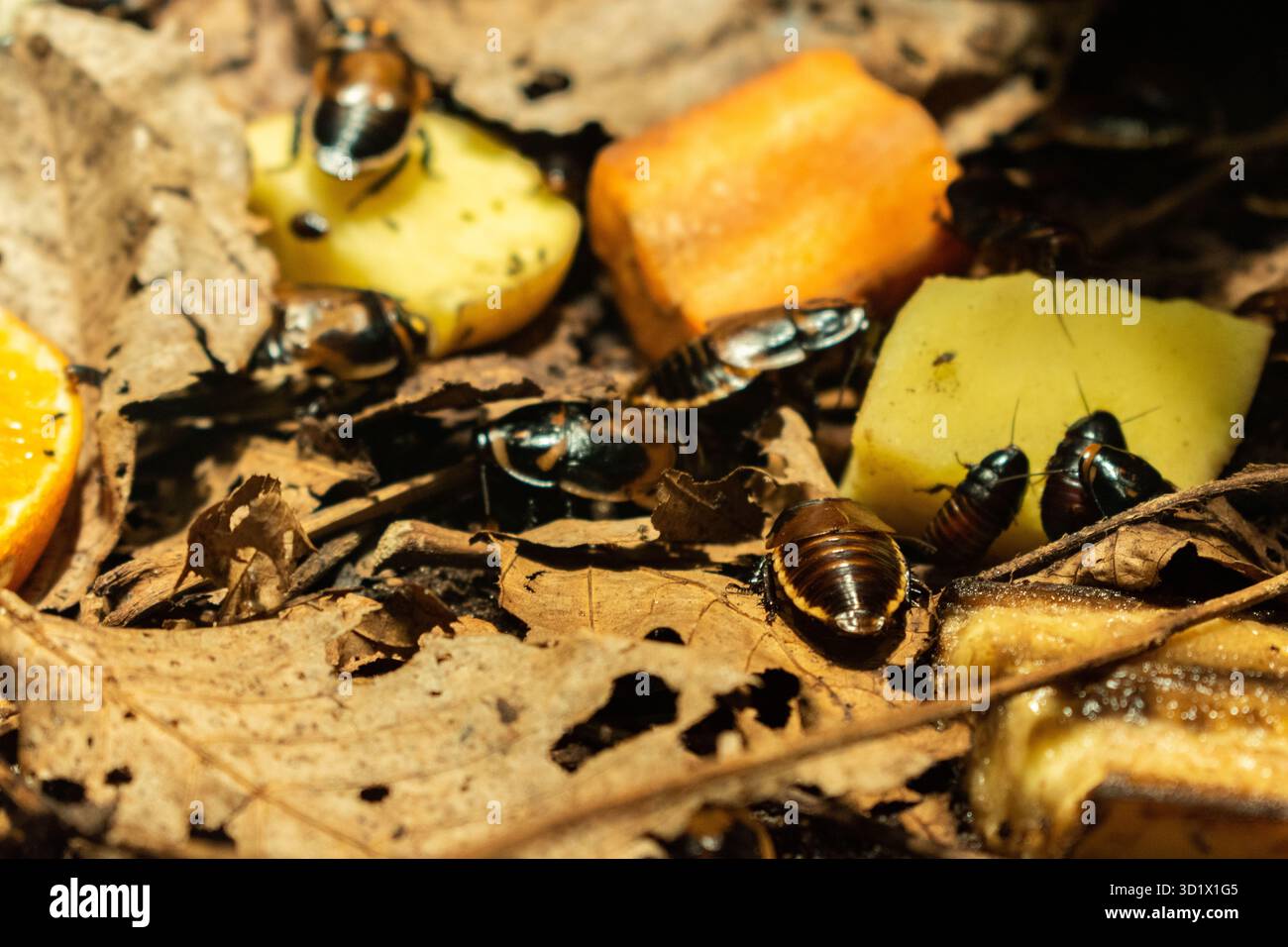 Madagascar Hissing Cockroach close-up. Exotic pet, tropical insect. Stock Photo