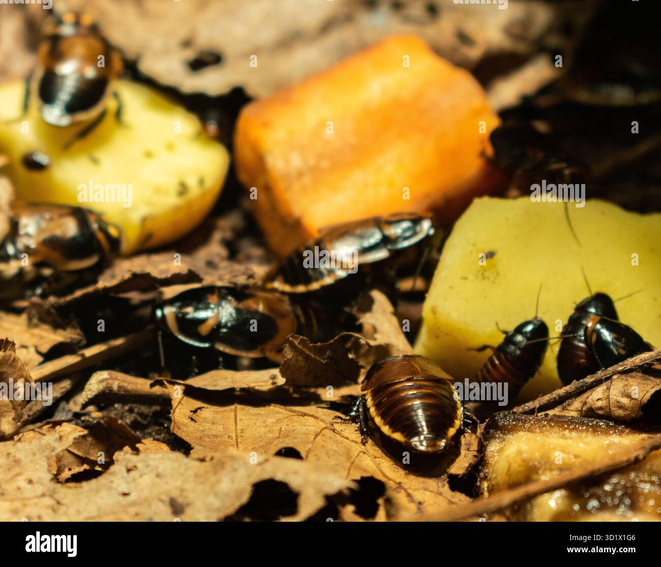 Madagascar Hissing Cockroach close-up. Exotic pet, tropical insect. Stock Photo