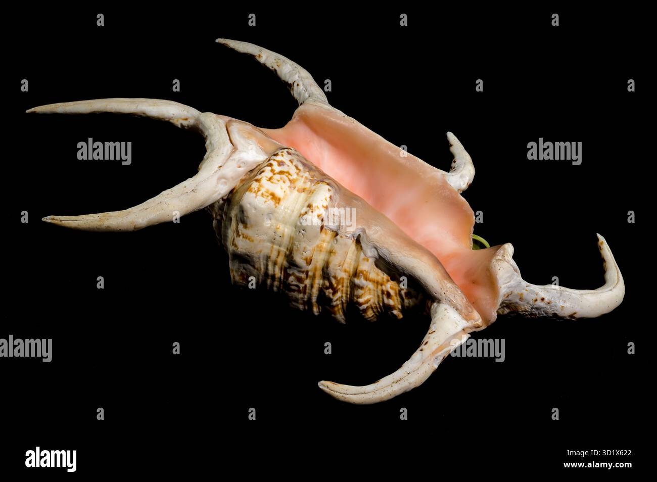 Spider Conch Shell on Black background Stock Photo