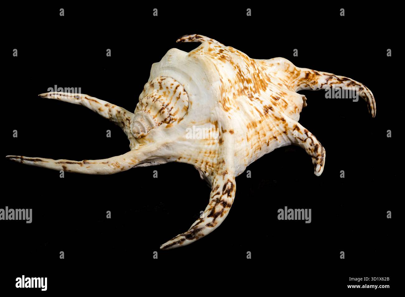 Spider Conch Shell on Black background Stock Photo