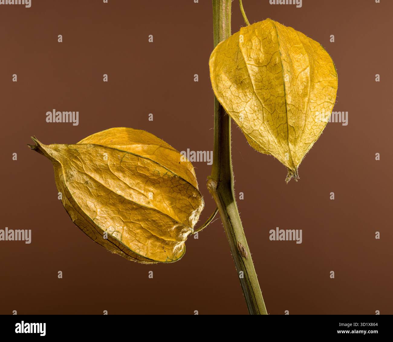 Physalis on a brown background Stock Photo