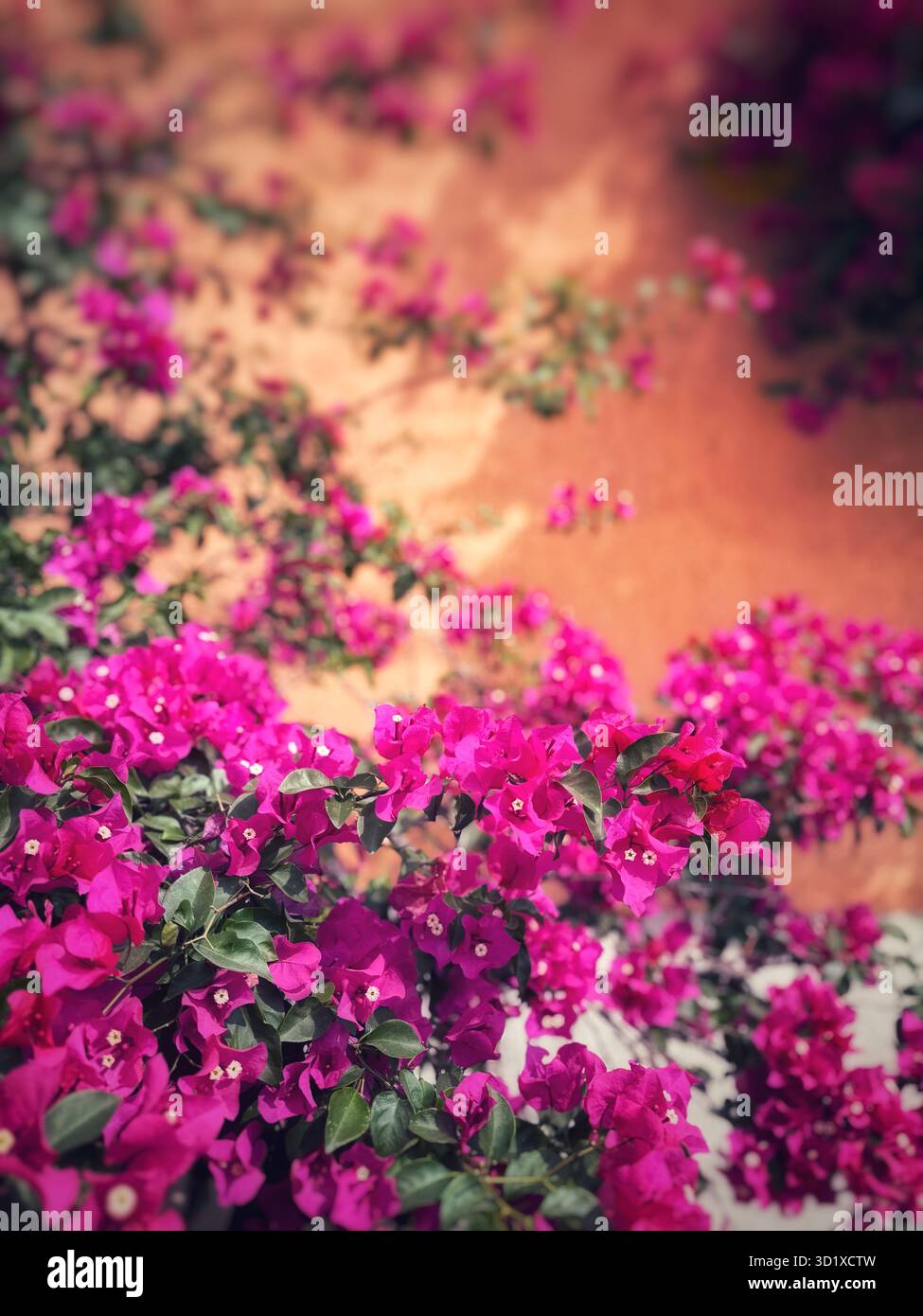 Bright pink bougainvillea flowers blooming against a rustic terracotta wall in a sunny outdoor setting - Smartphone Captured Stock Image