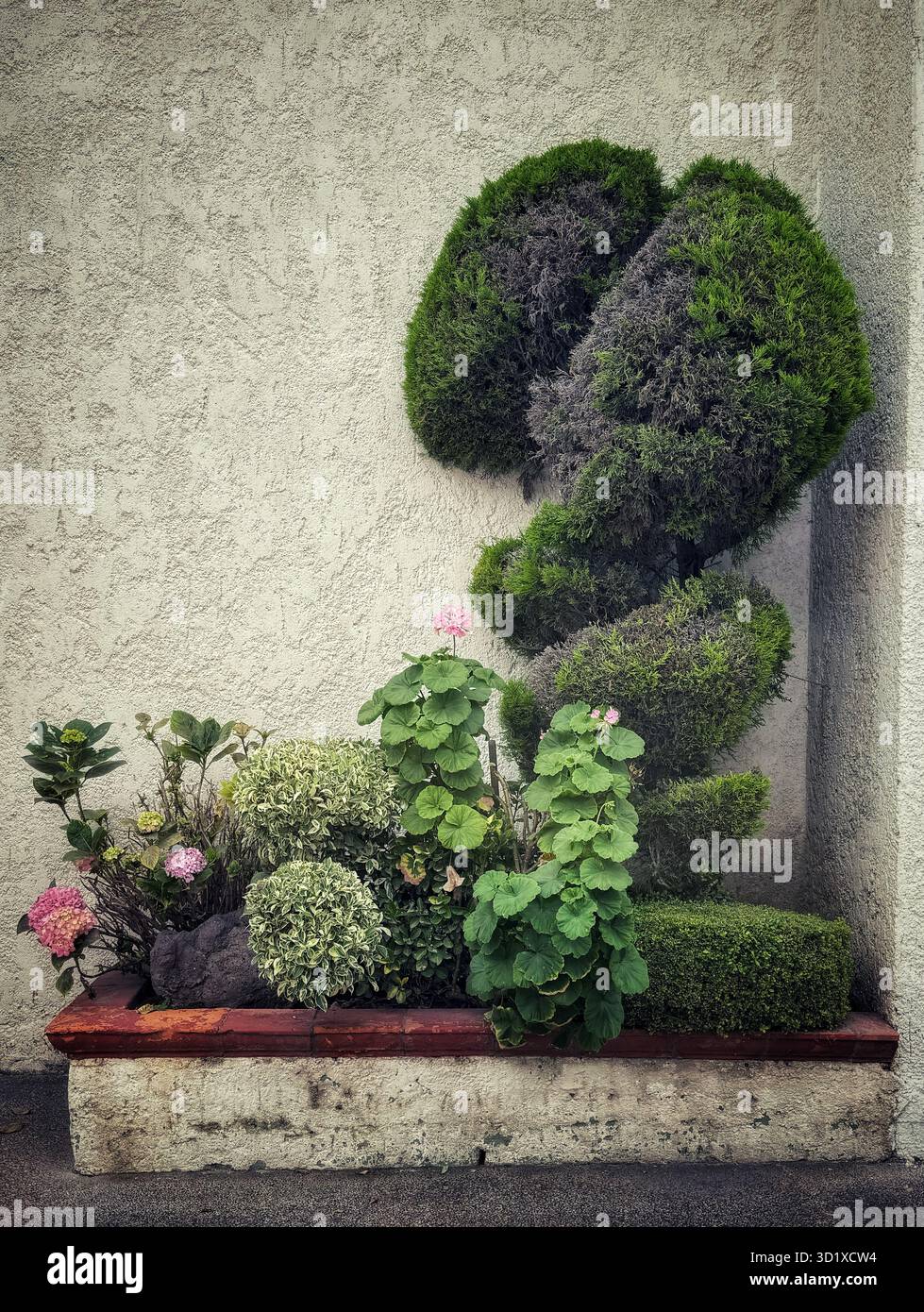 Decorative topiary and flowering plants arranged in a small concrete planter against a textured beige wall - Smartphone Captured Stock Image