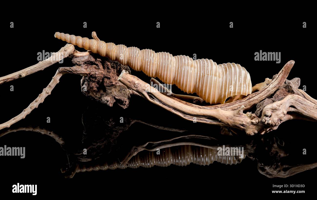 Turritella Shell on Driftwood with Black Background Stock Photo
