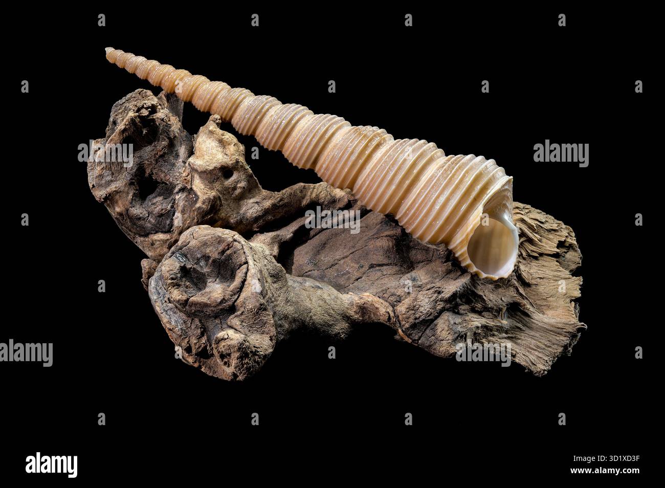 Turritella Shell on Driftwood with Black Background Stock Photo