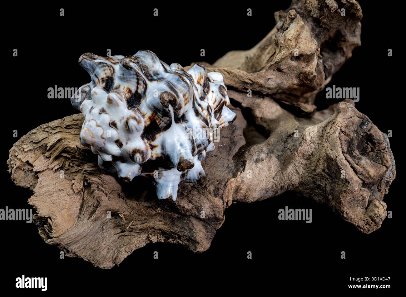 Textured Vasum turbinellus Shell on Driftwood with Black Background ...