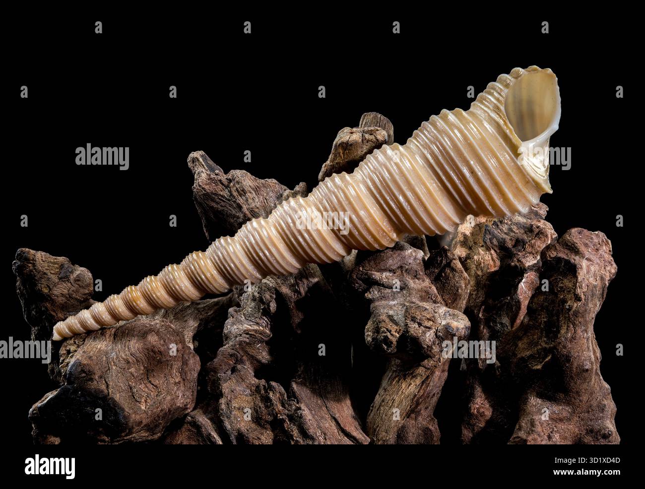 Turritella Shell on Driftwood with Black Background Stock Photo