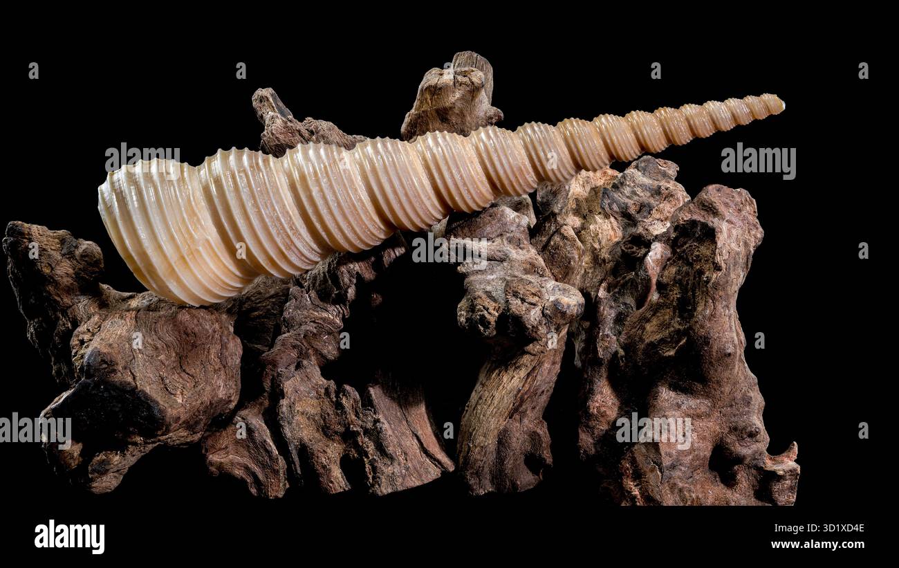 Turritella Shell on Driftwood with Black Background Stock Photo