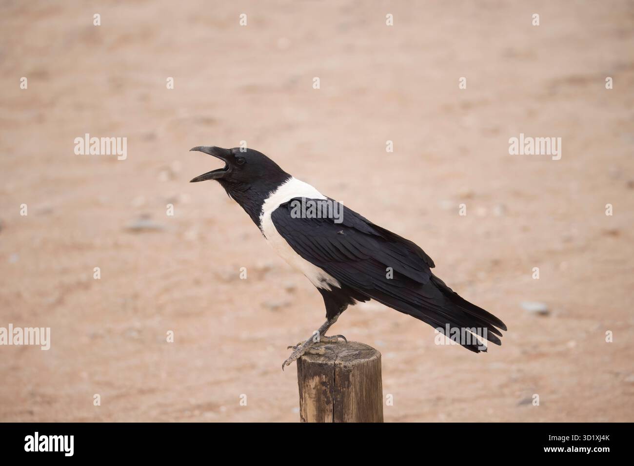 Pied Crow calling in Namibia Stock Photo