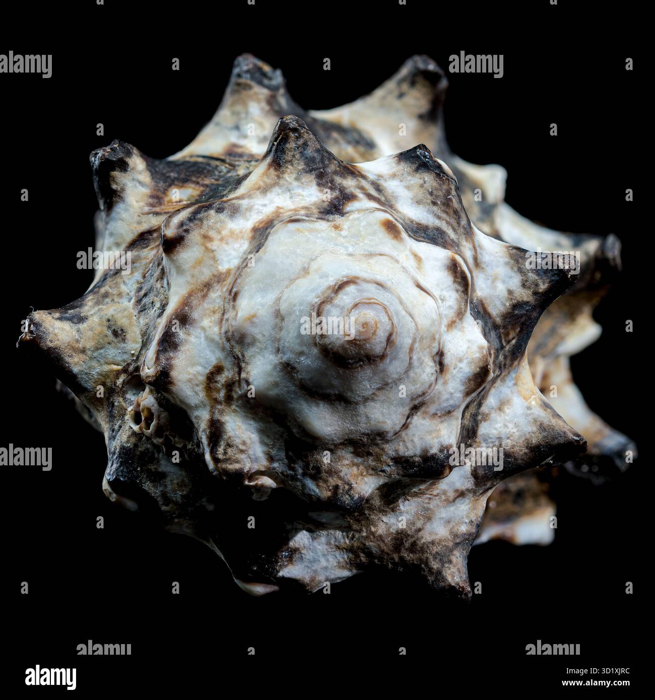 Spiny Vasum Seashell on Black Background Stock Photo