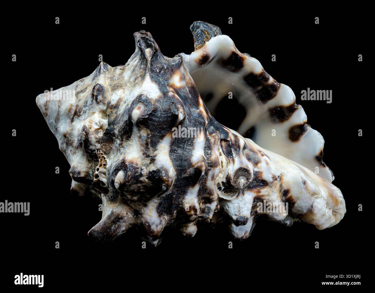 Spiny Vasum Seashell on Black Background Stock Photo