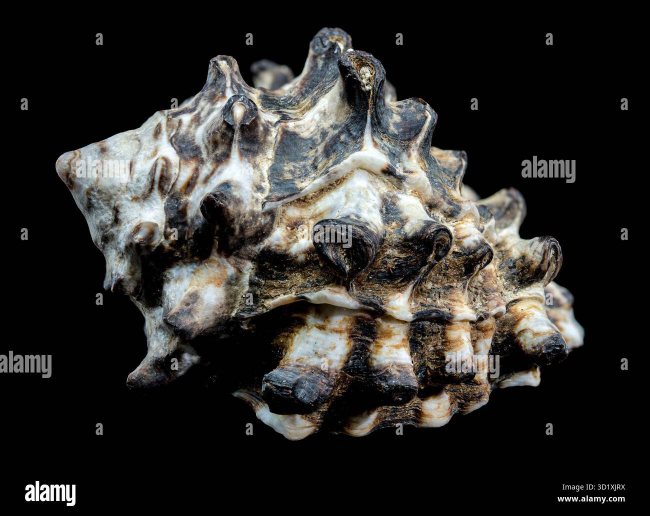 Spiny Vasum Seashell on Black Background Stock Photo