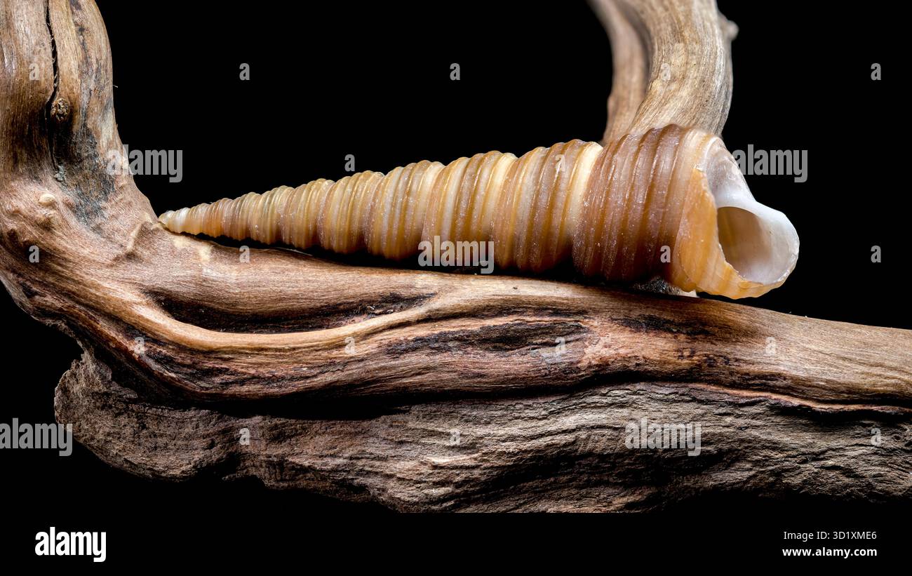 Turritella shell on driftwood macro black background Stock Photo